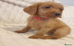 Labradoodle dogs for sale: ONLY 4 GIRLS LEFT F1 miniature labradoodles - Image 34