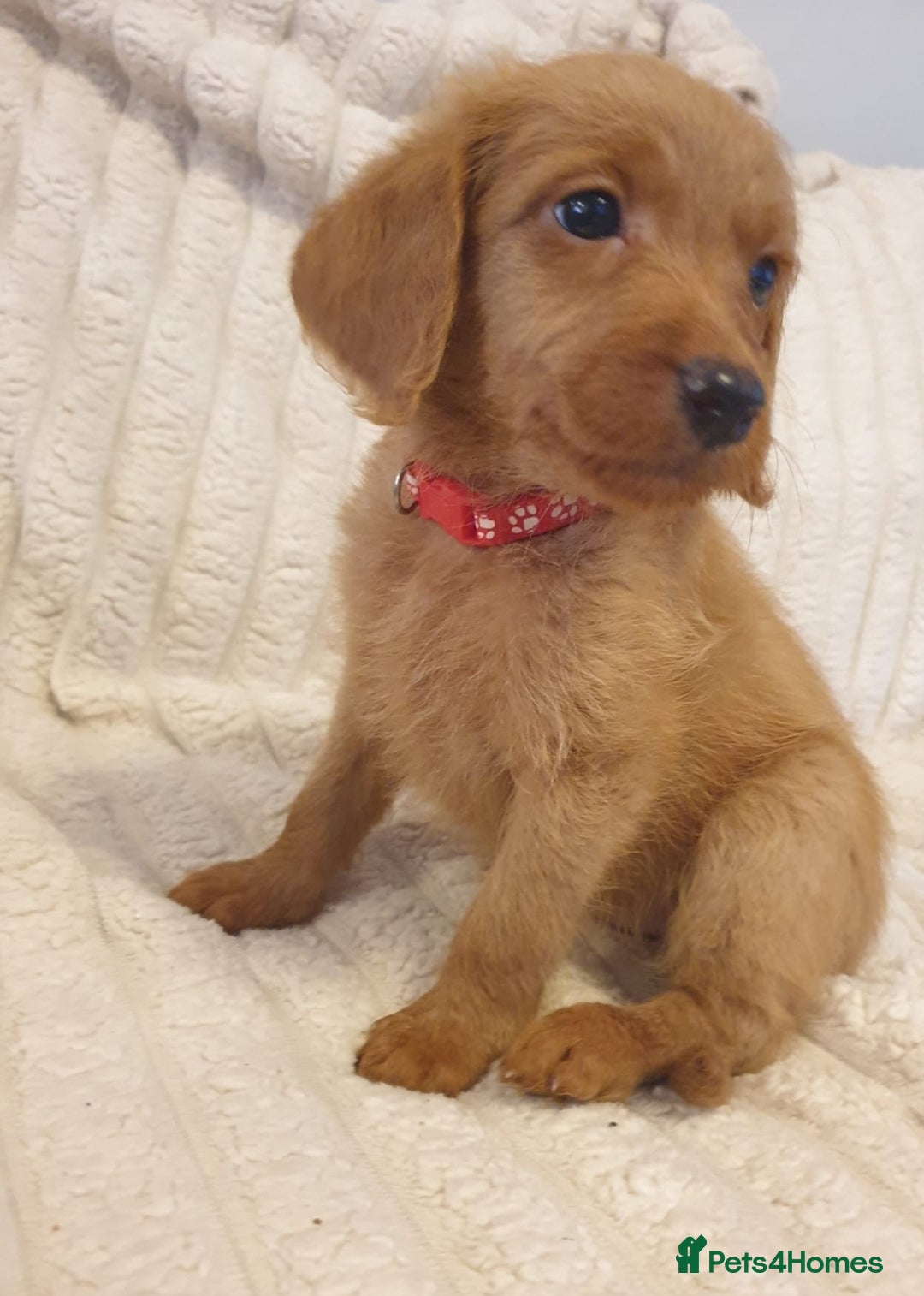 Labradoodle dogs for sale: ONLY 4 GIRLS LEFT F1 miniature labradoodles - Image 34