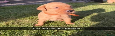 Labrador Retriever 3