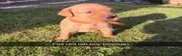 Labrador Retriever dogs for sale: Fox red Labrador puppies  - Advert 5