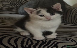 Mixed Breed cats for sale: Gorgeous male fur baby, half ragdoll - Image 1