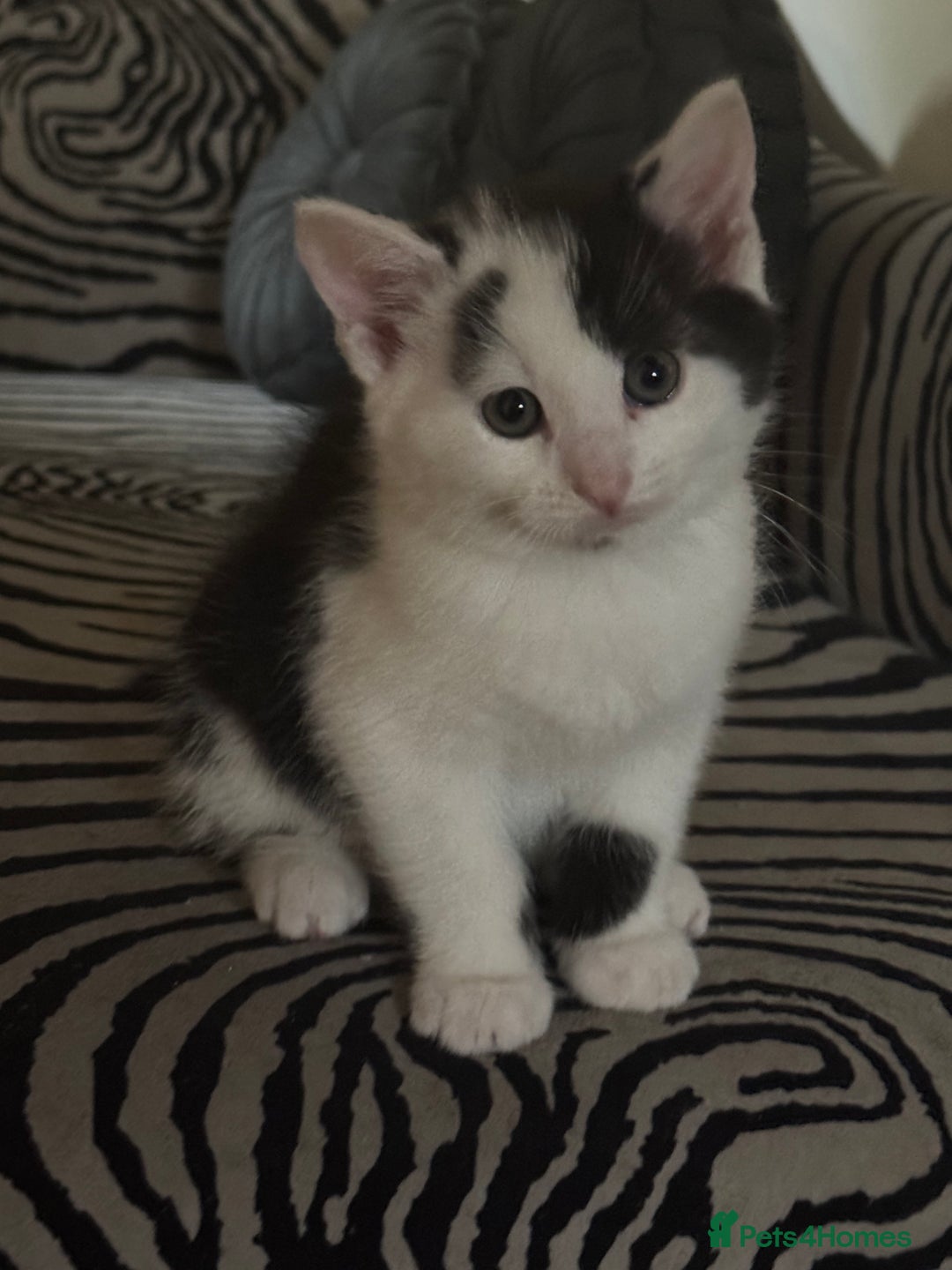 Mixed Breed cats for sale: Gorgeous male fur baby, half ragdoll - Image 1