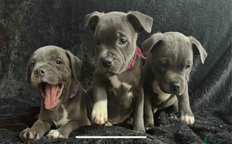 Staffordshire Bull Terrier dogs - Advert 4
