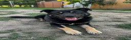 Mixed Breed dogs for adoption: Please Read Oreo’s Story 😔  - Advert 3