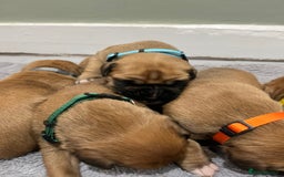 Boxer dogs for sale: Beautiful bob/tailed litter pure boxers  - Advert 7