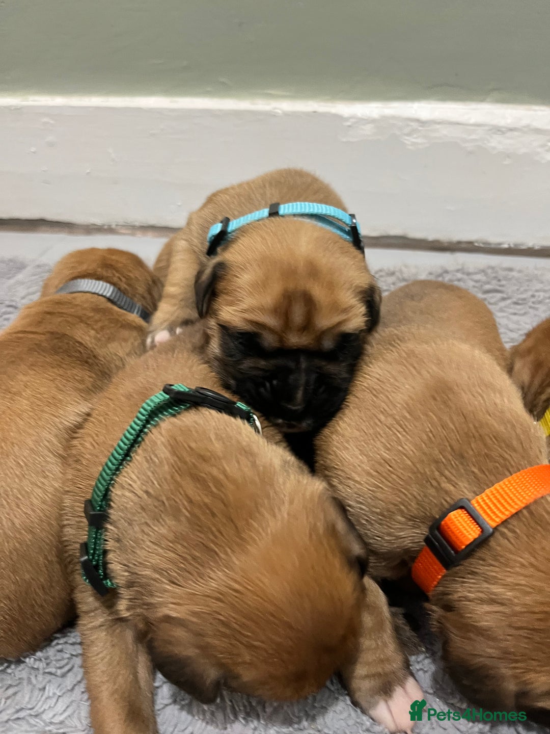 Boxer dogs for sale: Beautiful bob/tailed litter pure boxers  - Advert 7