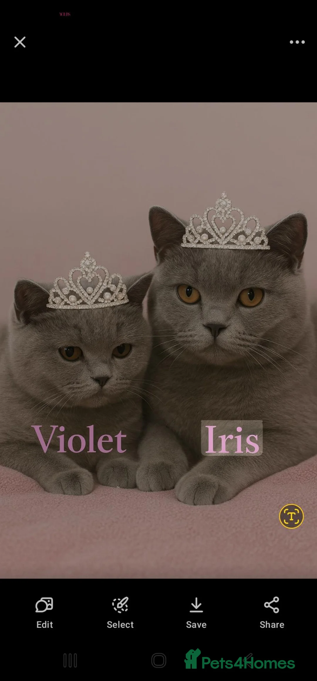 British Shorthair cats for sale: Beautiful girl GCCF registered - Advert 7
