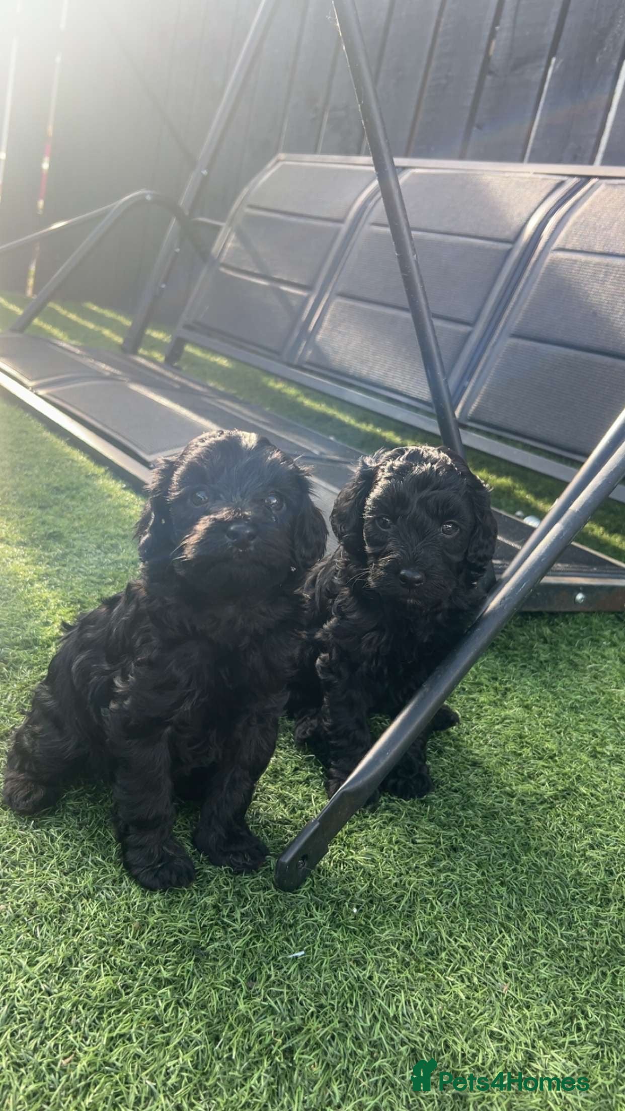 Cockapoo dogs FB1 cockapoo pups - Advert 8