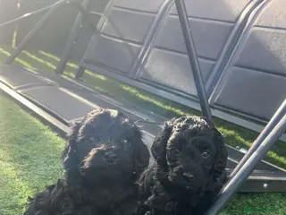 Cockapoo dogs FB1 cockapoo pups - Advert 8