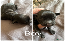 Sprocker dogs for sale: 5 beautiful little sprockers - Image 2