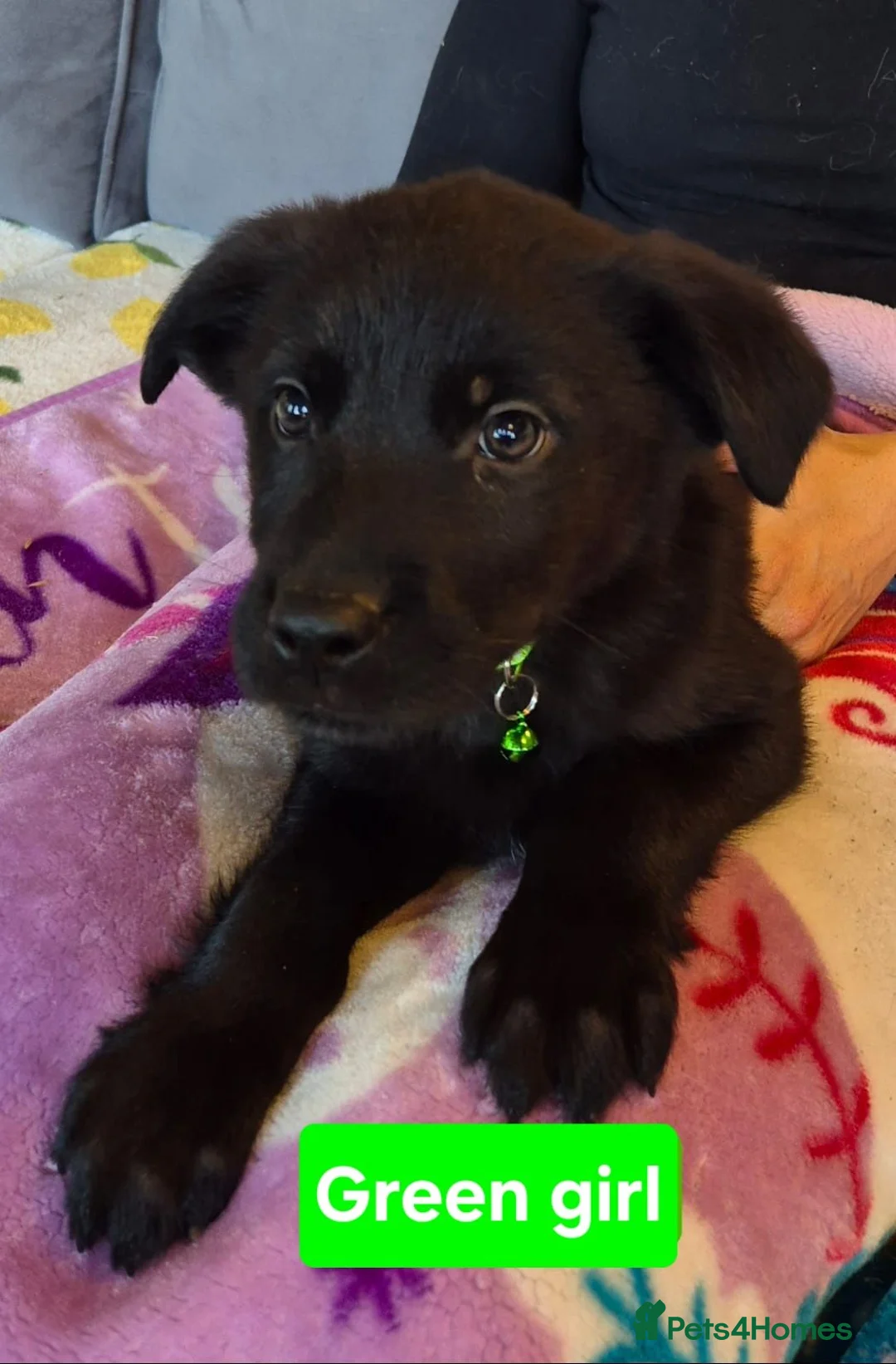 Golden Shepherd dogs for sale: Golden retriever x german shepherd - Advert 7