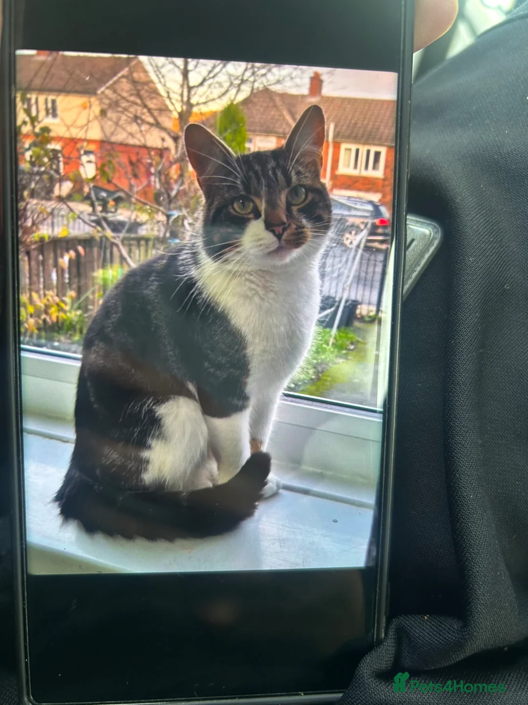 Domestic Shorthair cats for sale: 3 year old male cat  in Halifax - Advert 1