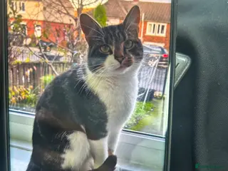 Domestic Shorthair cats 3 year old male cat - Advert 1