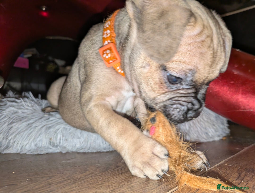 Mixed Breed dogs for sale: Little Boy Northern Ireland  - Advert 10