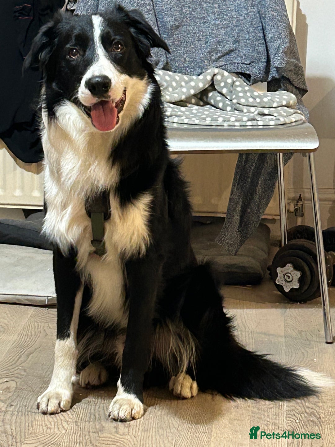 Border Collie dogs for stud: Beautiful Pedigree Stud Border Collie for breeding in Isleworth - Advert 1