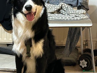 Border Collie dogs Beautiful Pedigree Stud Border Collie for breeding in Isleworth - Advert 2