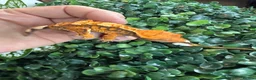 Gecko reptiles for sale: Crested Gecko - Advert 15