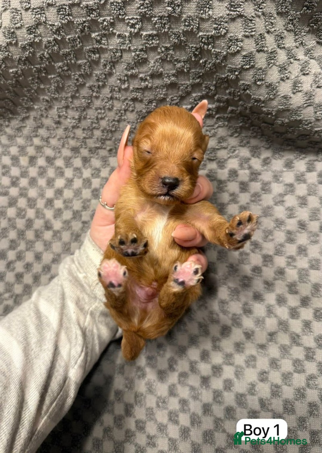 Cavapoo dogs for sale: 💛Gorgeous Cavapoo Puppies Looking 4 Forever Homes - Advert 7