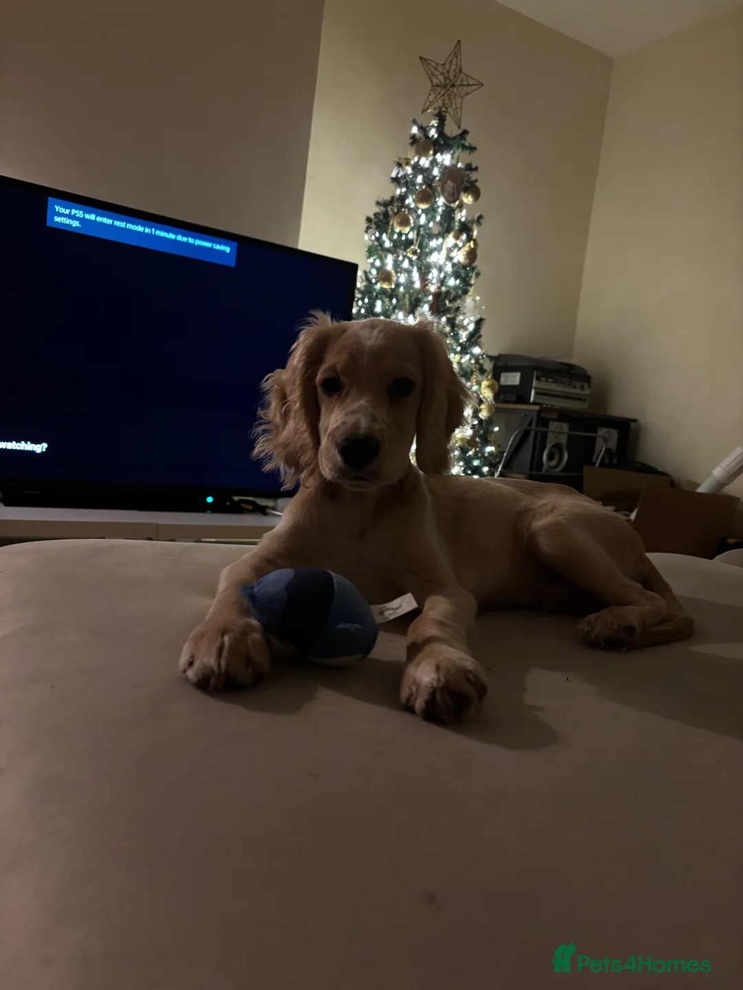 Cocker Spaniel dogs for sale: Male cocker spaniel 5 months old  - Advert 5