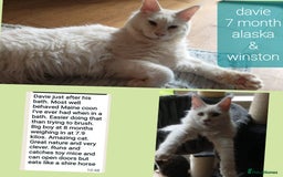 Maine Coon cats for sale: HIGH SILVER EHITE  GIRL ✨TICA REG BREEDER - Image 25