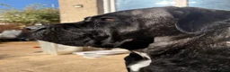 Cane Corso dogs for sale: Beautiful pure cane corso pups  - Advert 15