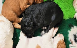 Mixed Breed dogs for sale: Stunning health tested sprollie x cocker  - Image 14
