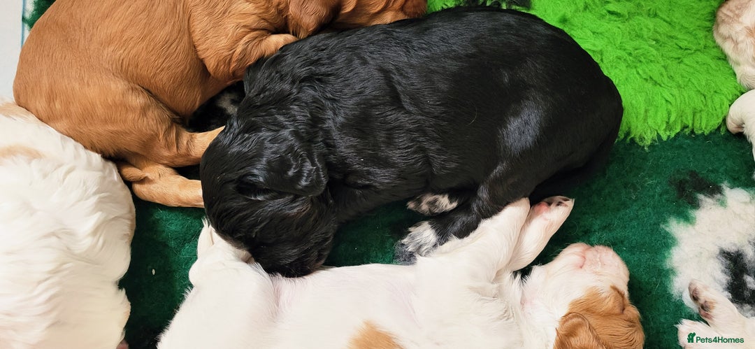 Mixed Breed dogs for sale: Stunning health tested sprollie x cocker  - Image 14