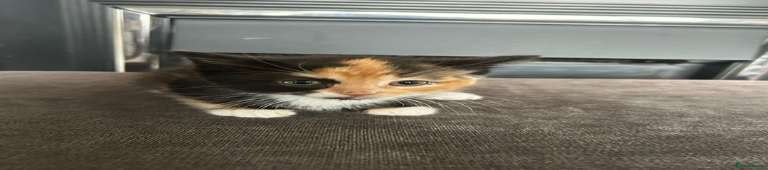 Mixed Breed Kitten 1