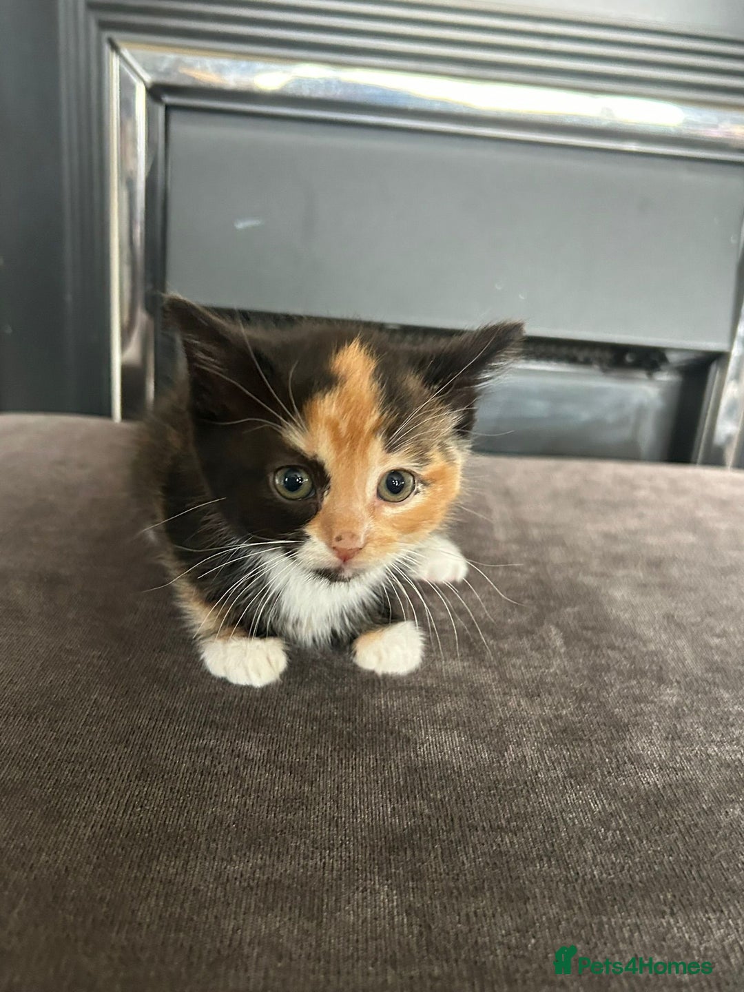 Mixed Breed cats for sale: 2 female Calico/tortoiseshell kittens - Image 2