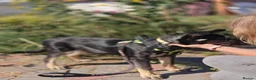 Mixed Breed dogs for adoption: 💙🐶 TOBIK – THE BEST PUPPY I EVER MET - Advert 6