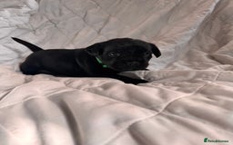 Mixed Breed dogs for sale: French bulldog x Patterdale terrier - Image 8