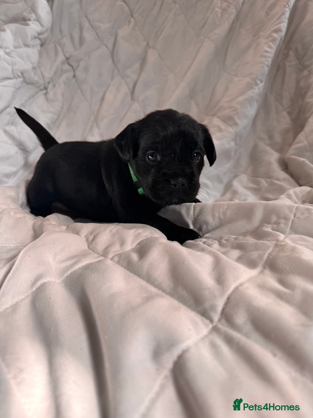 Mixed Breed dogs for sale: French bulldog x Patterdale terrier - Image 8