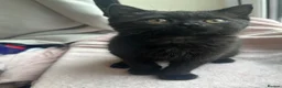 Mixed Breed cats for sale: LAST! Female Kitten (read) in Swindon - Advert 9