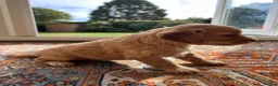 Cockapoo dogs for sale: Beautiful F1xF2 Cockapoo Puppies-Loving home £1400 in Colyton - Advert 29