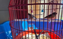 Canaries birds for sale: 2 canaries cage and accessories  - Image 1