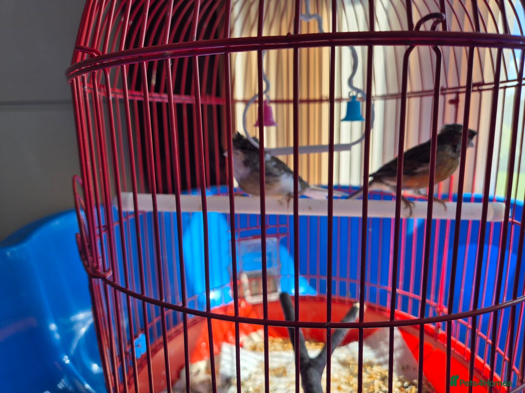 Canaries birds for sale: 2 canaries cage and accessories  - Image 1