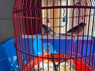 Canaries birds - Advert 39