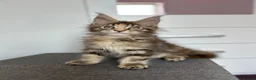 Maine Coon cats for sale: ✨5 GCCF Pure bred MC kittens  - Advert 20