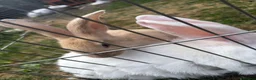 Continental Giant rabbits for sale: 3 x Continental rabbits  - Advert 6