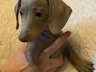 Miniature Dachshund dogs Miniature dachshund in Witham - Advert 2