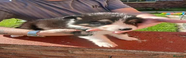 Border Collie 5