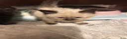 Mixed Breed cats for sale: Ragdoll x Maine coon - Advert 6