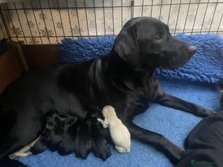 Labrador Retriever dogs Working Lab puppies - Drakeshead/Fendawood - Advert 17