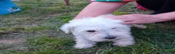 Miniature Schnauzer dogs for sale: 3Champion Bloodline White Miniature Schnauzers  - Advert 8