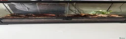 Tarantulas invertebrates for sale: Mixed tarantulas  - Advert 8