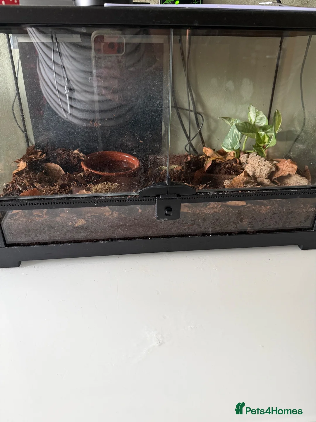 Tarantulas invertebrates for sale: Mixed tarantulas  - Advert 8