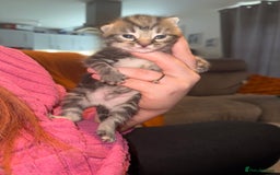 Mixed Breed cats for sale: Mixed kittens.  - Image 8