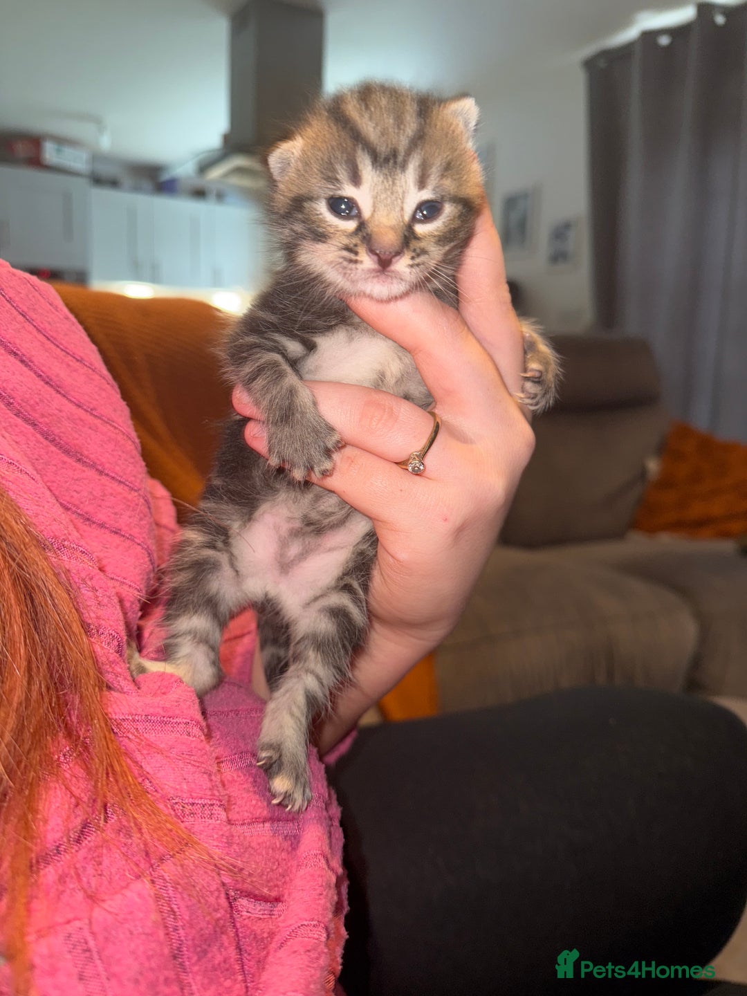 Mixed Breed cats for sale: Mixed kittens.  - Image 8