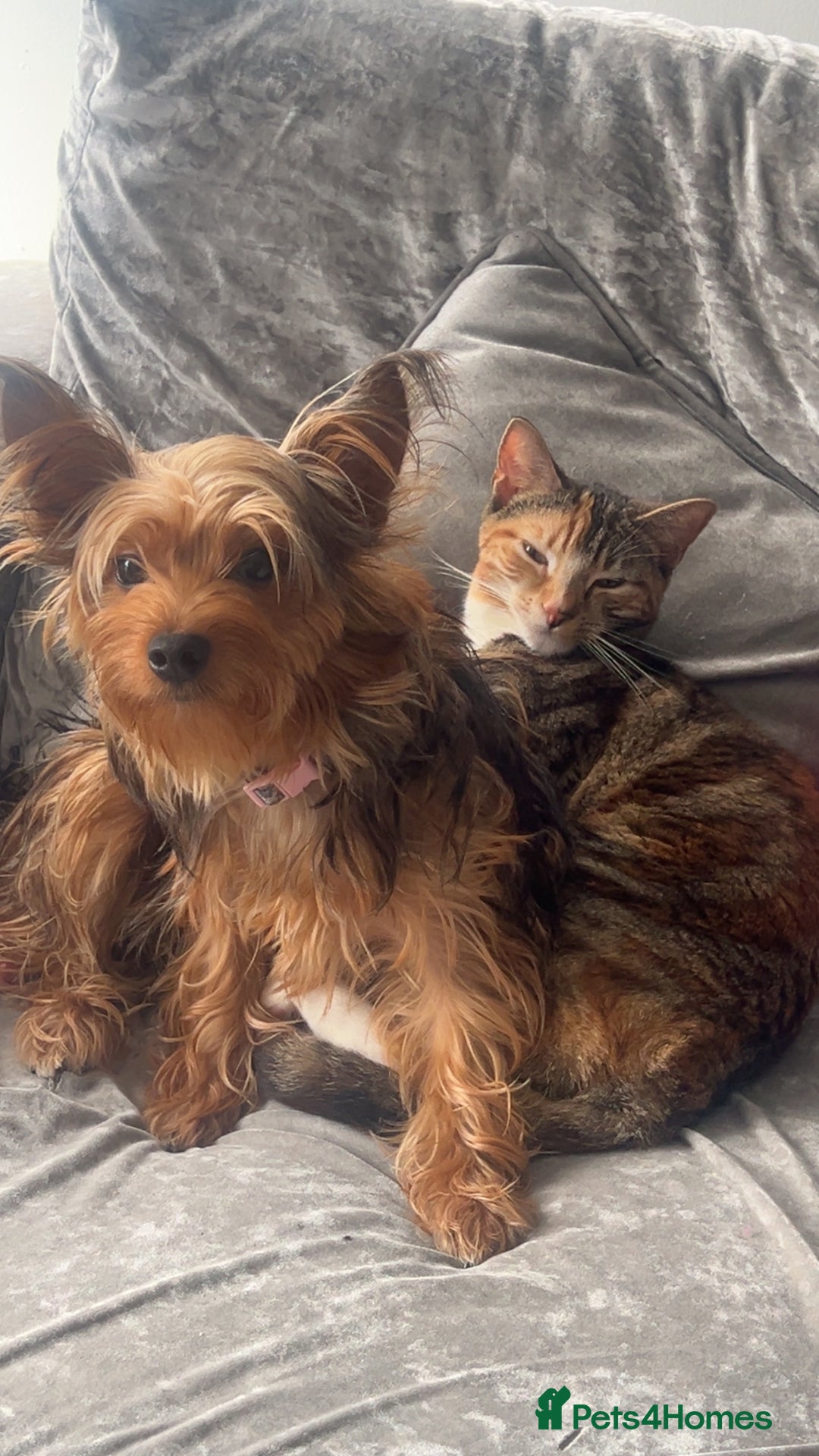 Yorkshire Terrier dogs for sale: Yorkshire Terrier  - Advert 2