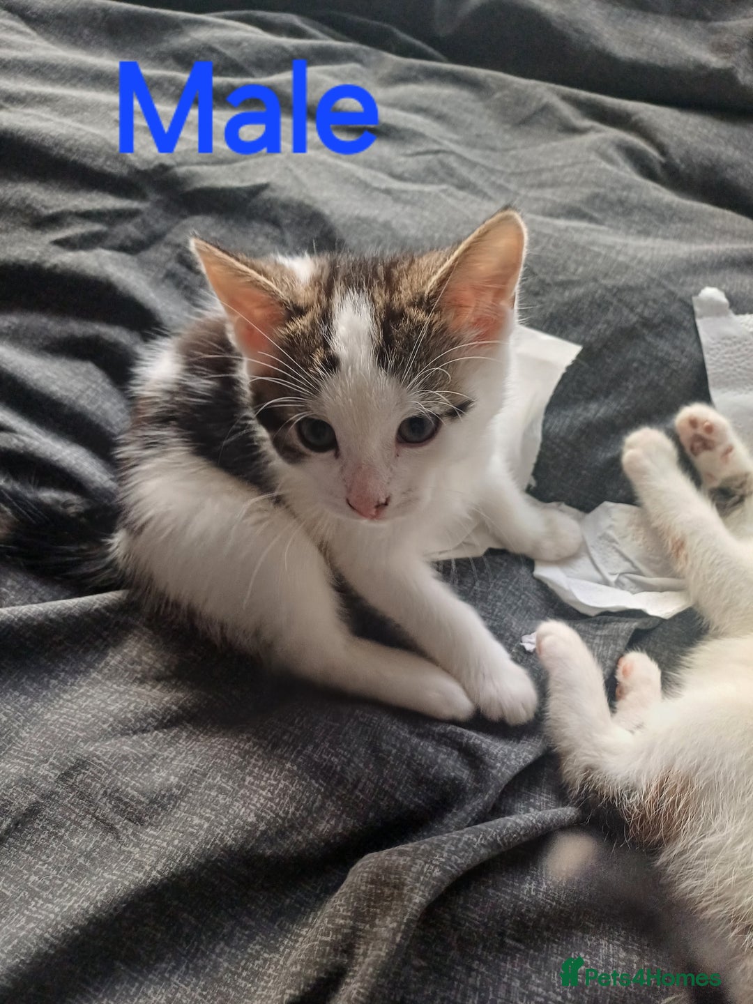 Mixed Breed cats for sale: 3 gorgeous playful kitties - Advert 2